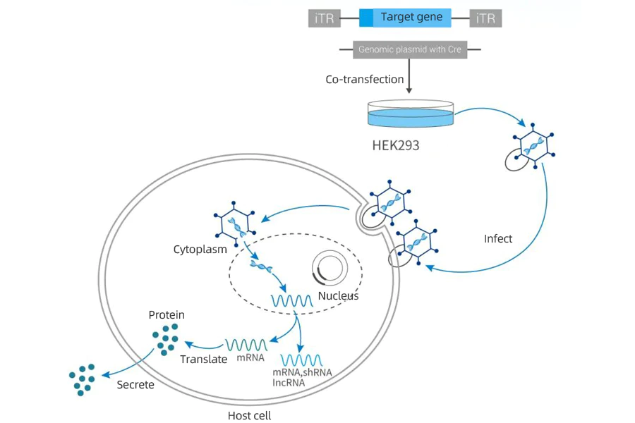 Adenovirus (Adv26) Clarification - Cobetter® Depth Filtration Product Application